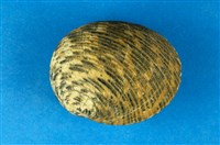 藏品(粗紋蜑螺)的圖片